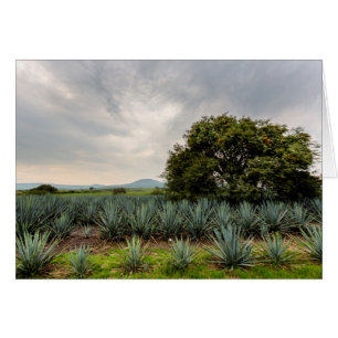 Paysage avec l'agave bleu
