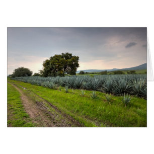Paysage d'agave bleu