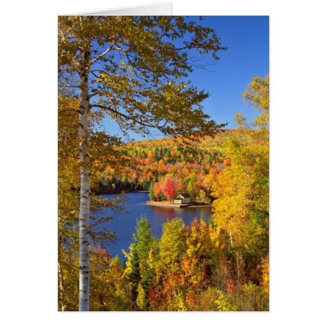 Paysage d'arbres en automne, Maine (Devant)