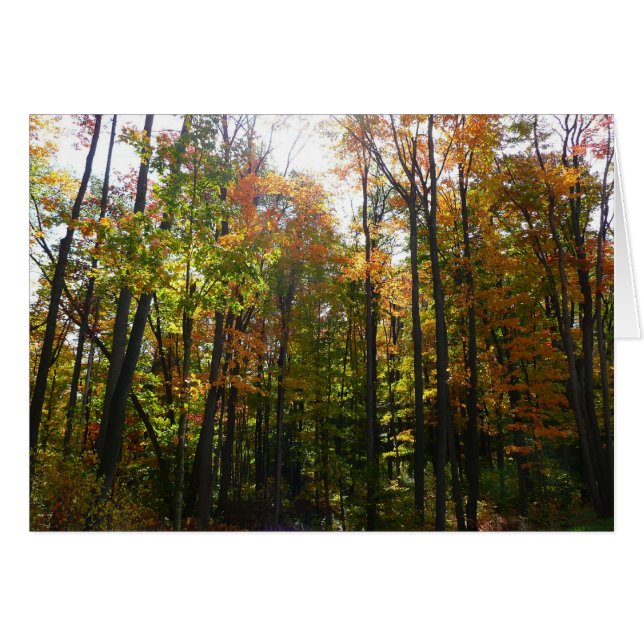 Paysage d'automne de forêt ensoleillée (Devant horizontal)