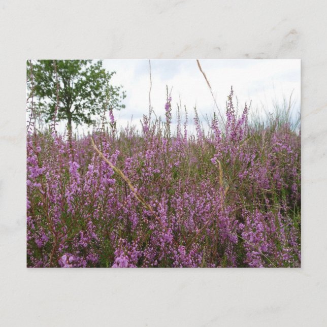 Paysage de fleurs pourpres do-it-yourself carte po (Devant)