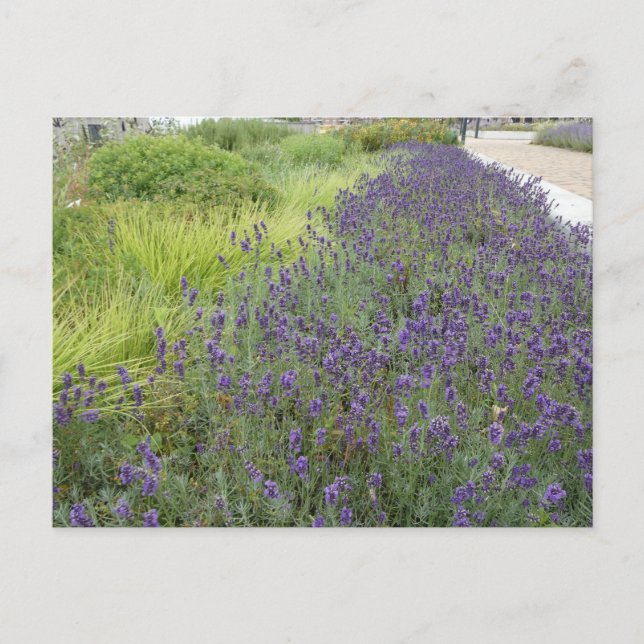 Paysage de lavande do-it-yourself carte postale (Devant)