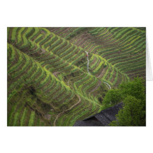Paysage de rizières en terrasses dans la montagne,