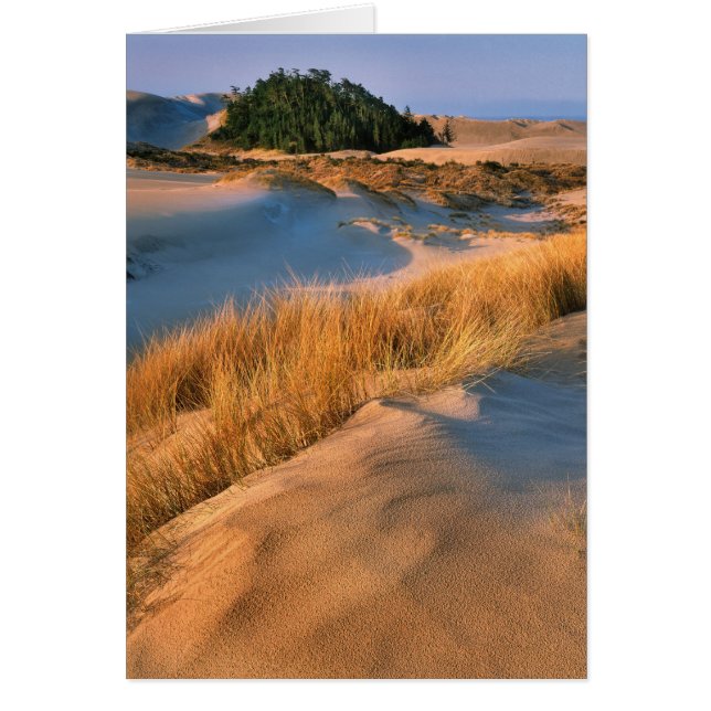 Paysage Des Dunes De Sable De L'Oregon (Devant)