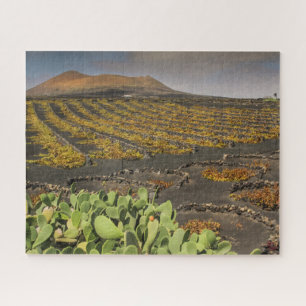 Paysage des puzzle de Lanzarote - vignoble