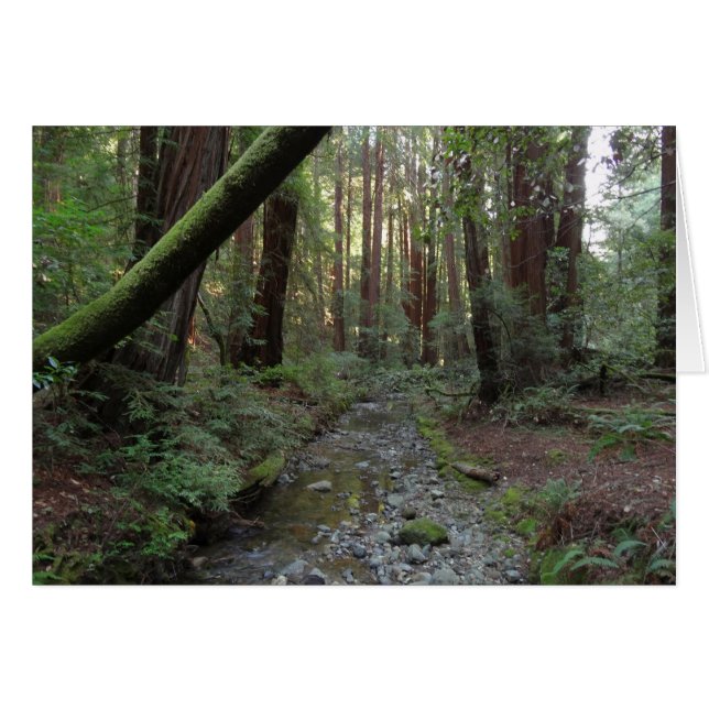 Paysage forestier du ruisseau de Muir Woods (Devant Horizontal)