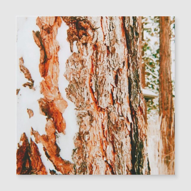 Paysage hivernal à Bend - Oregon  (Devant)