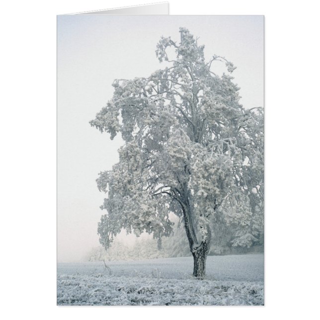 Paysage hivernal neige (Devant)