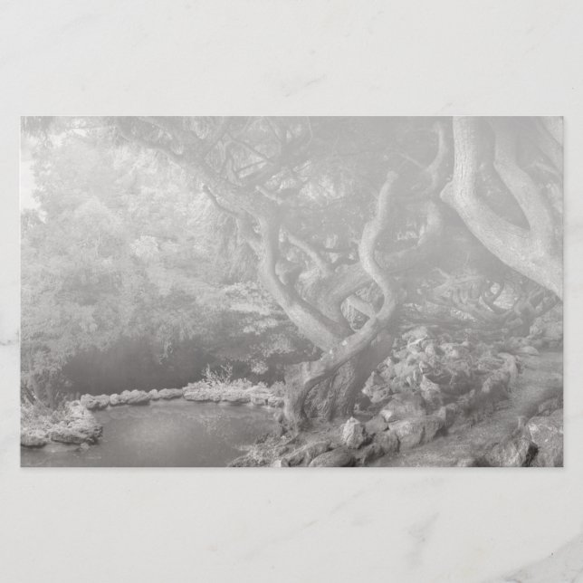 Paysage - La forêt interdite (Devant)