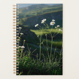 Paysage naturel de la marguerite blanche