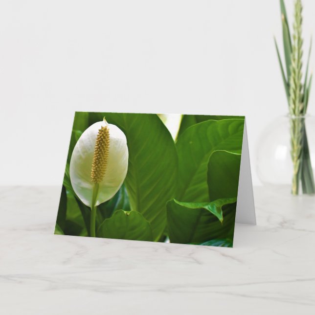 Peace Lily, carte (Devant)