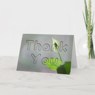 Peace Lily Merci Floral