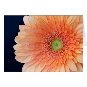 Peach Gerbera