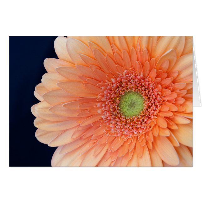 Peach Gerbera (Devant Horizontal)