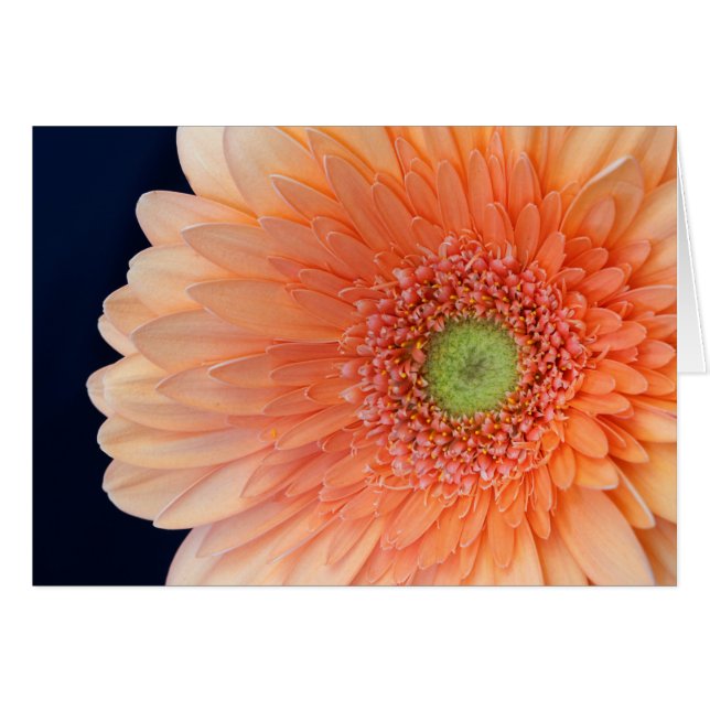 Peach Gerbera (Devant horizontal)