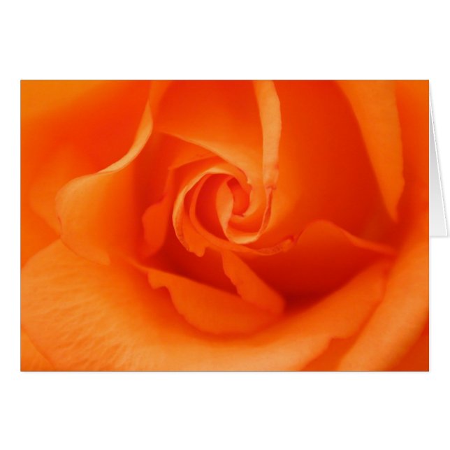 Peach Orange Rose (Devant horizontal)