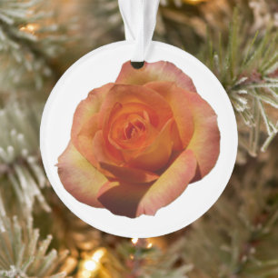 Peach Rose Orange Floral Photographie