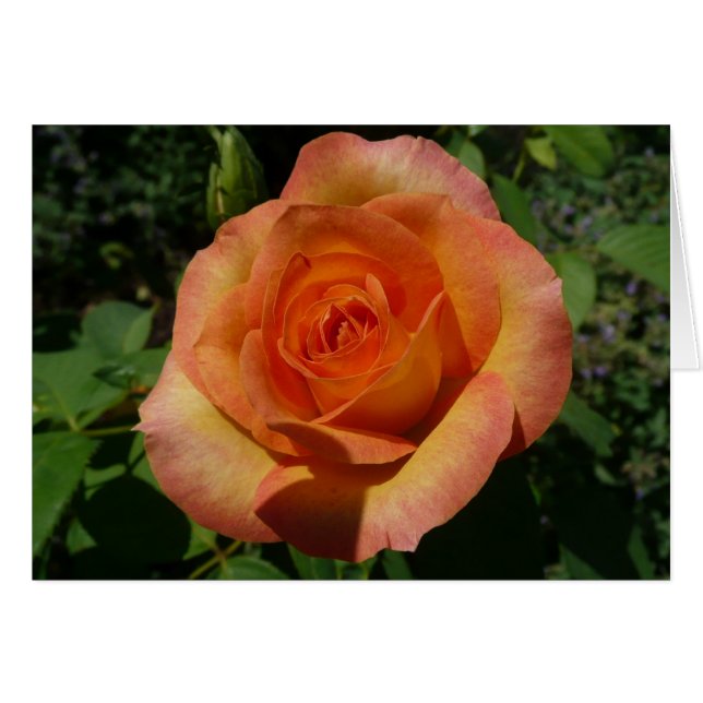 Peach Rose Orange Floral Photographie (Devant horizontal)