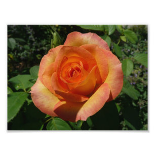 Peach Rose Orange Floral Photographie