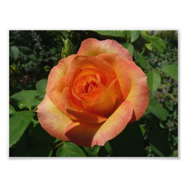 Peach Rose Orange Floral Photographie (Devant)
