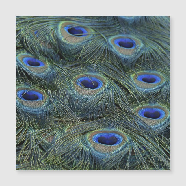 Peacock20160301 (Devant)