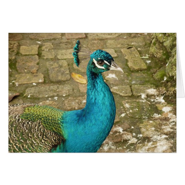 Peacock Belle photographie nature (Devant horizontal)