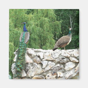 Peacock Birds Garden 5.1 Cm Magnet Carré