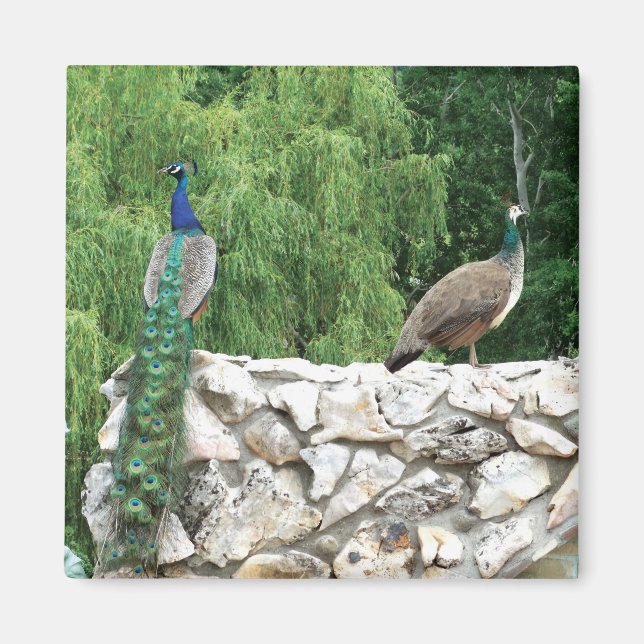Peacock Birds Garden 5.1 Cm Magnet Carré (Devant)