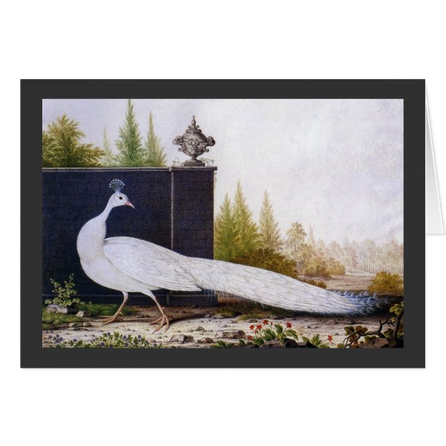 Peacock blanc (Devant horizontal)
