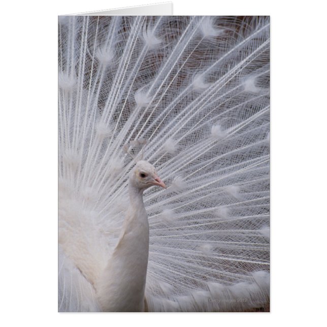 Peacock blanc (Devant)