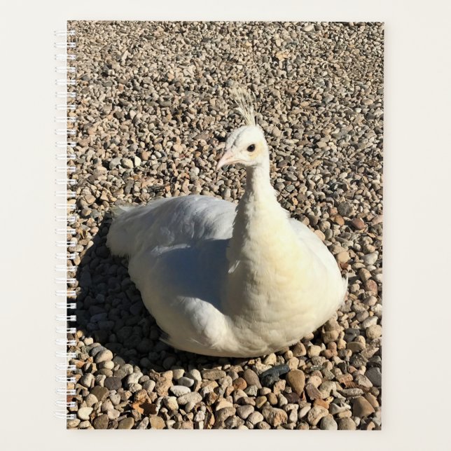 Peacock Blanc, Idaho (Devant)