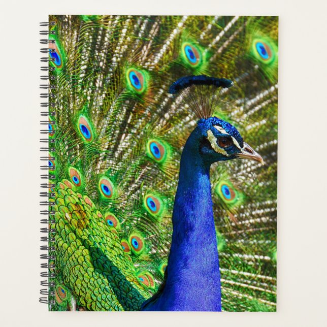 Peacock Bleu brillant (Devant)
