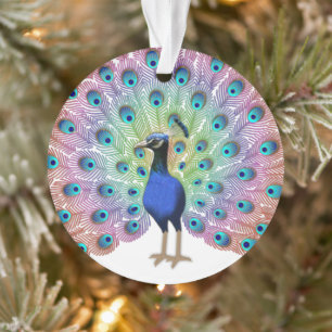 Peacock coloré