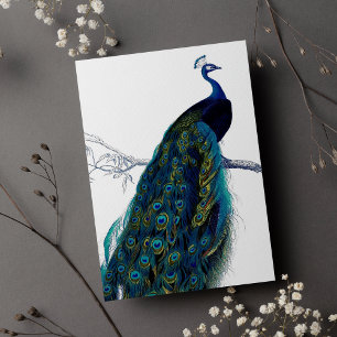 Peacock couleur bleu vintage