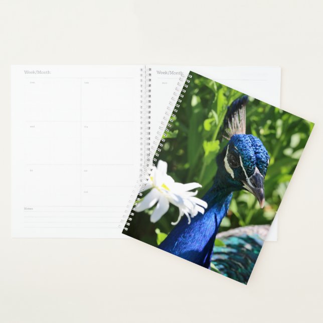 Peacock et Daisy (Devant avec enveloppe)