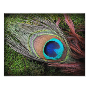 Peacock Feather on Green Moss Photographie Imprime