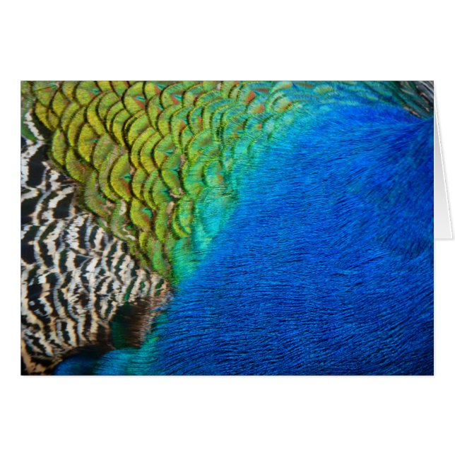 Peacock Feathers IV Colorful Abstrait Nature (Devant Horizontal)