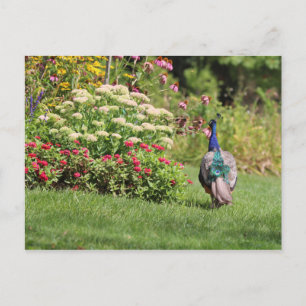 Peacock in the Garden carte postale