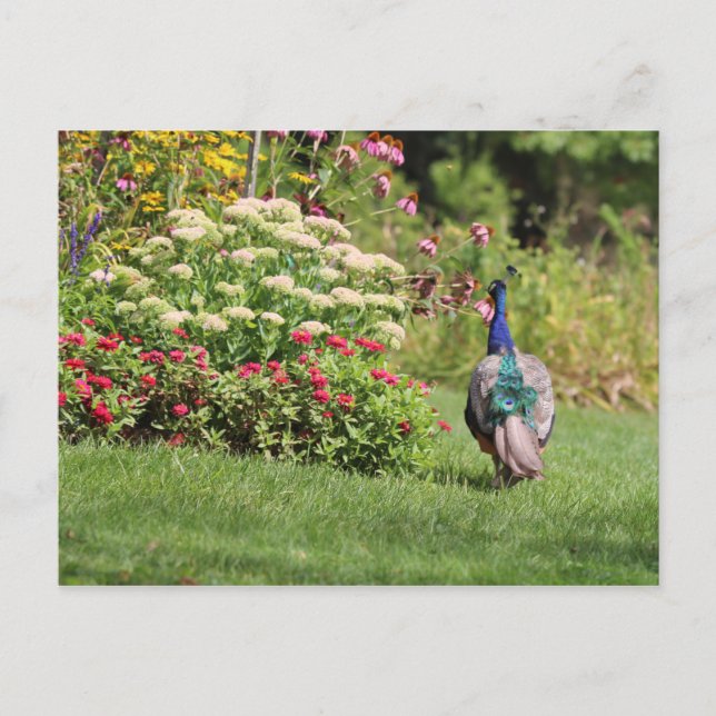 Peacock in the Garden carte postale (Devant)