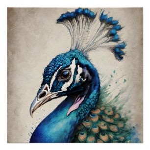 Peacock no 6 Poster brillant