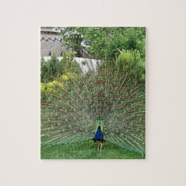 Peacock Photo 8" x 10" Puzzle photo avec boîte cad (Vertical)