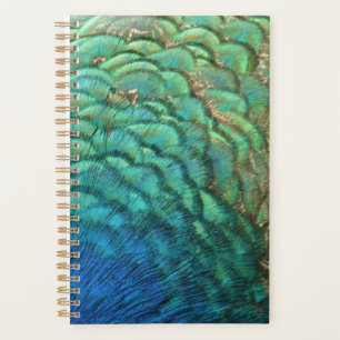 Peacock Plumes I Colorful Abstrait Nature Design