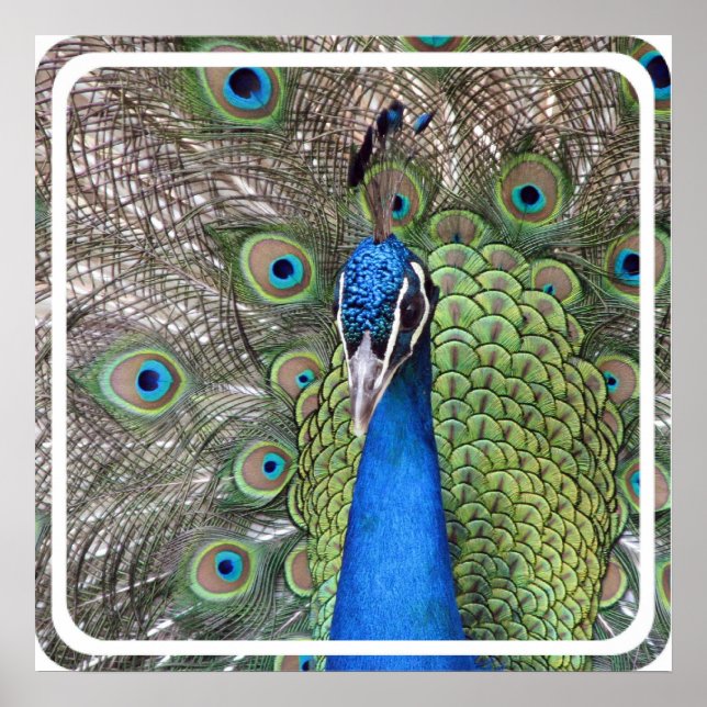 Peacock Poster Print (Devant)