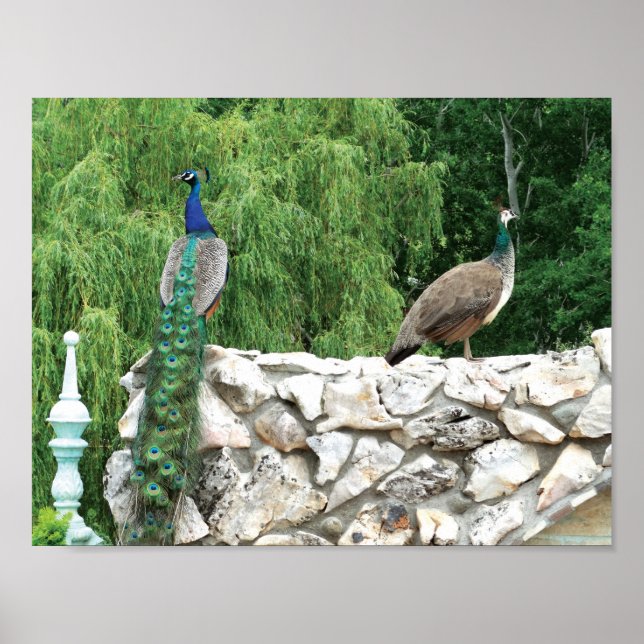 Peacocks dans un jardin Photo Poster Papier (Devant)