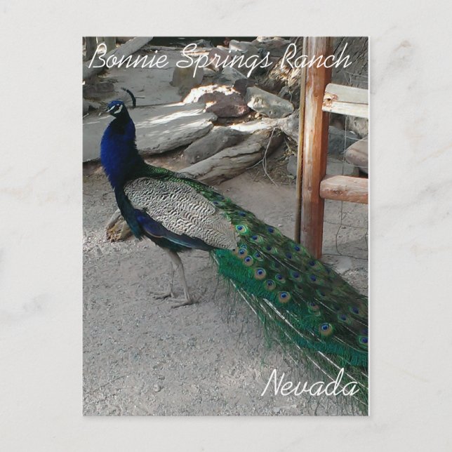 Peacocs à Bonnie Springs Nevada - Carte postale (Devant)