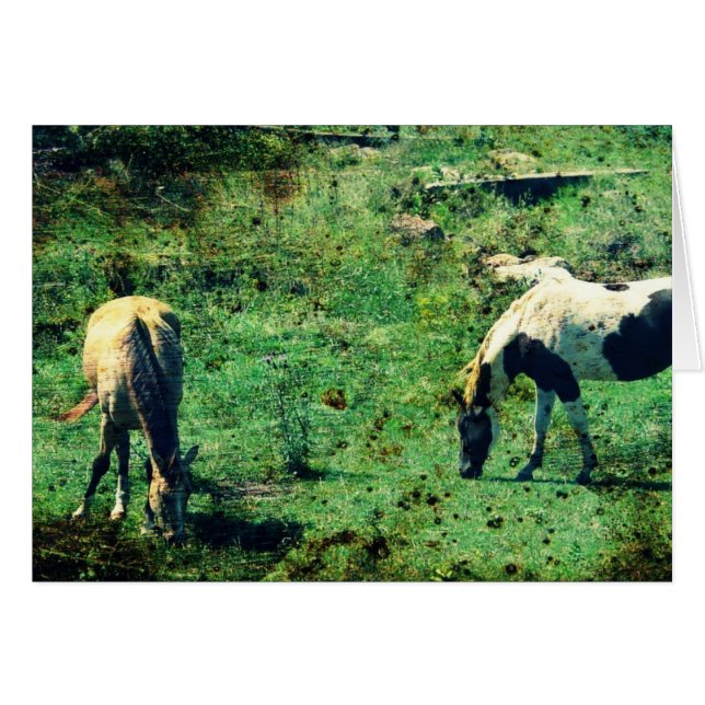 Peau de revers et Pinto (Devant horizontal)