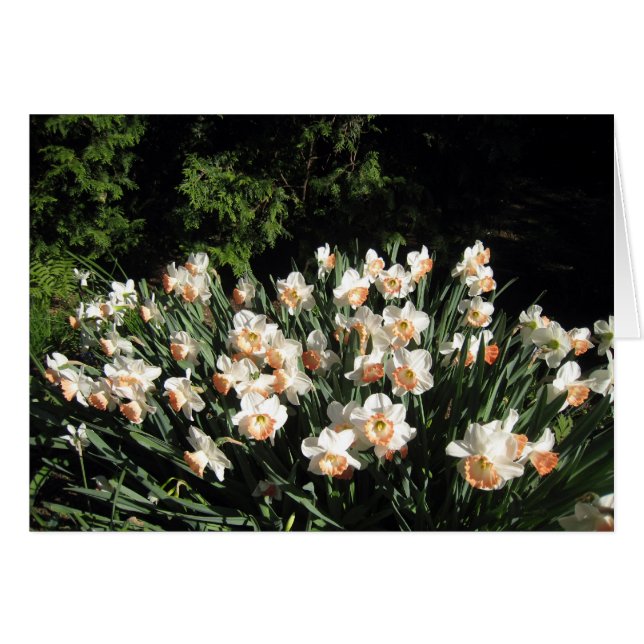 Pêche Daffodiles (Devant Horizontal)