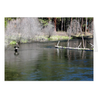 Pêche de mouche sur le Metolius