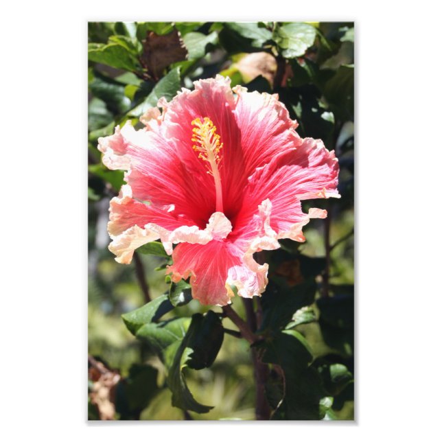 Pêche et Hibiscus rose Fleur tropicale Photo (Devant)
