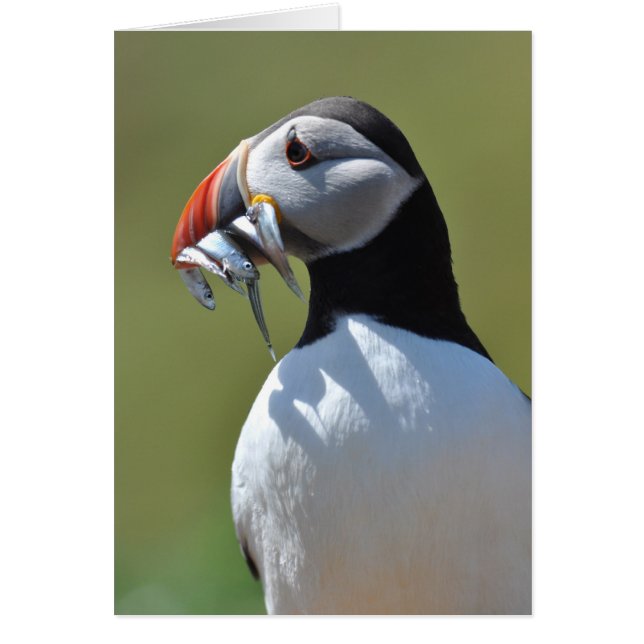 Pêcheur de Puffin (Devant)